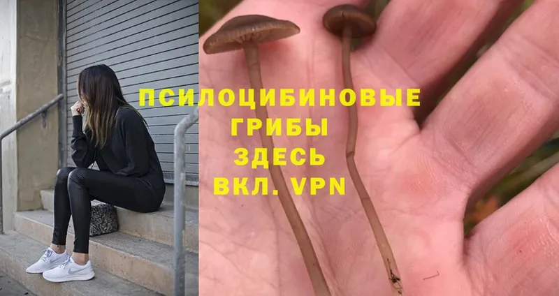 Галлюциногенные грибы Magic Shrooms  где найти   Волгореченск 